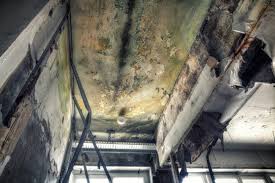 Best Real Estate Mold Inspection in USA